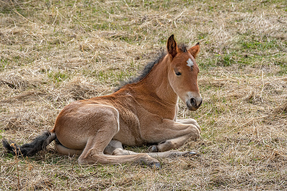 Wild horse baby ED-3095