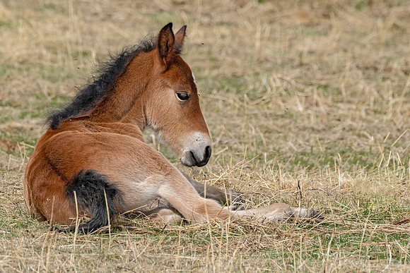 Wild horse colt ED-2884