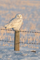 Snowy Owl on Fence ED-1498