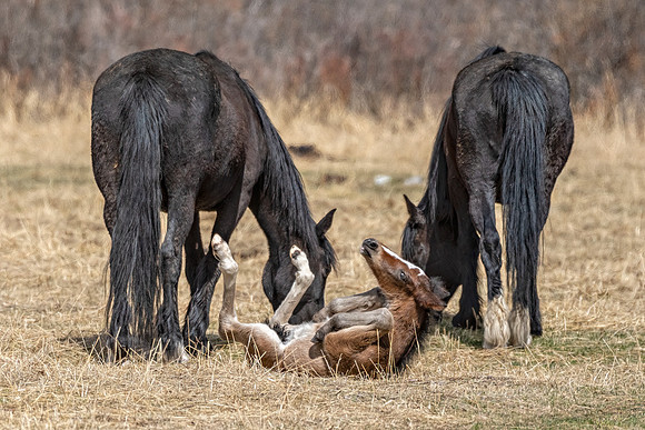 Wild Horses w playful foal ED-1077