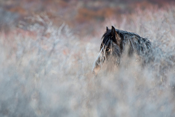 Horse in brush ED-2296