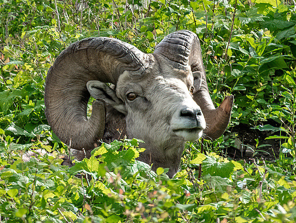 Big Horn in foliage crop ED--5