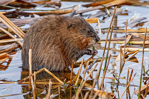 Muskrat ED-9587-2