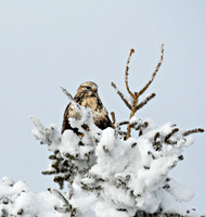Hawk in tree