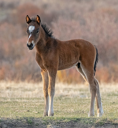 Wild Horse colt ED-1806