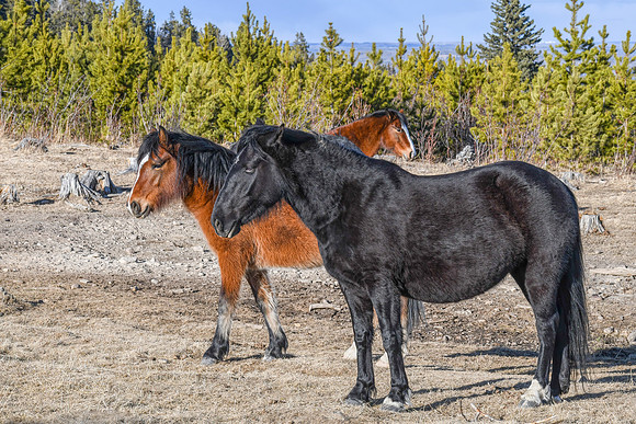 Wild Horses ED-4100