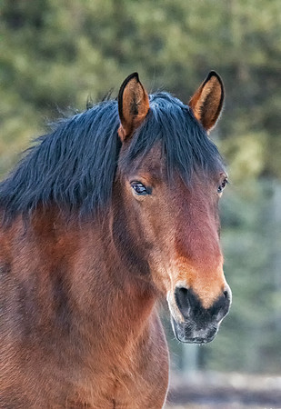 Horse brown ED-4278