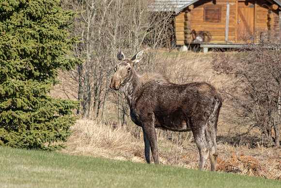 Moose and cabin ED-2811
