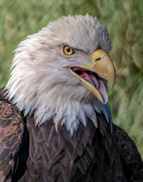 ed ED-8474