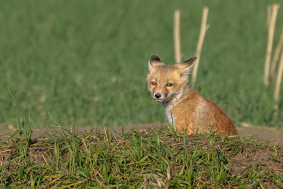 Fox Kit ED-9564